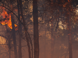 Cambio climático e incendios en California: una combinación explosiva